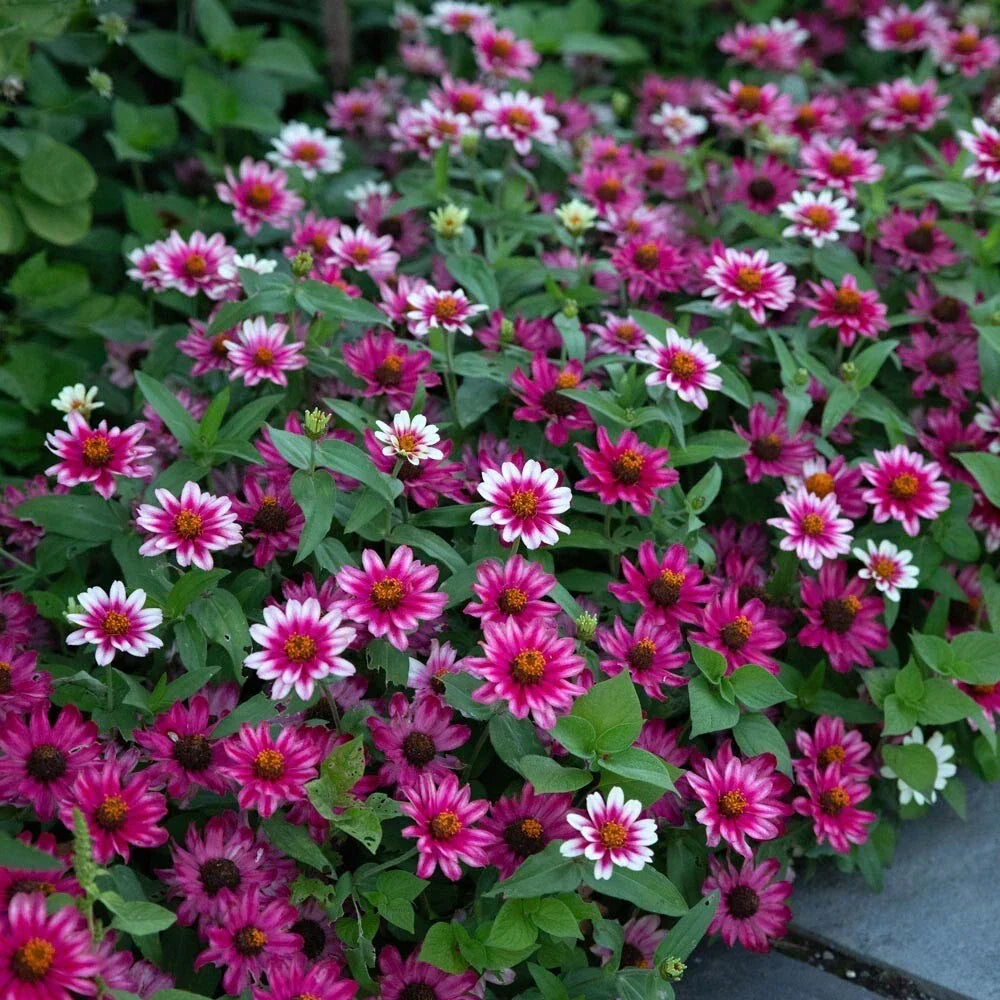 Profusion Cherry Bicolor Zinnia Seeds - 100+ Count - Zinnia elegans - Garden Flowers