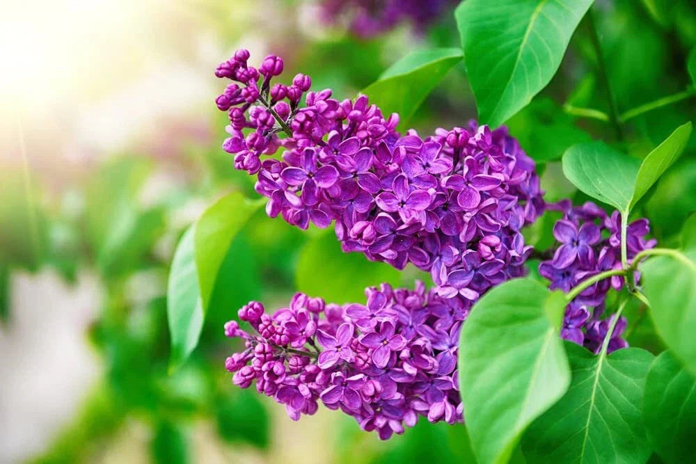 Purple Lilac Seeds - 50 Seeds - Syringa vulgaris - Fragrant Purple Flowers