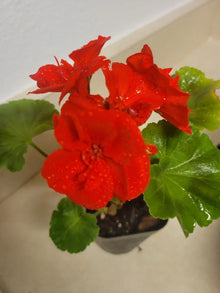 Live Rooted Geranium Zonal Pelargonium DARK RED Plant – Fragrant Flowering Houseplant, 1 Inch Rooted Pelargonium