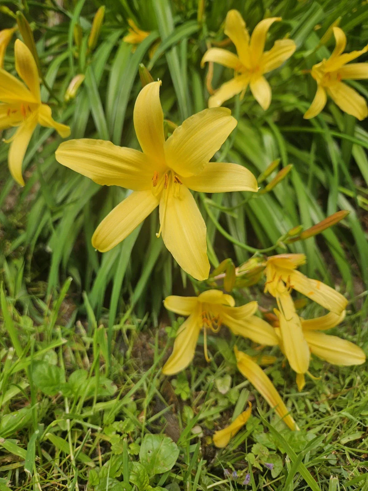 Lemon Shot Daylily Plant - Bare Root Perennial with Yellow Blooms - Hemerocallis 'Lemon Shot' - USA Grown