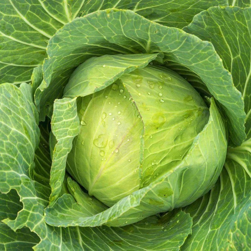 Golden Acre Cabbage Seeds – Non-GMO Vegetable Seeds for Home Garden, Brassica oleracea var. capitata, Compact, 300+ Seeds