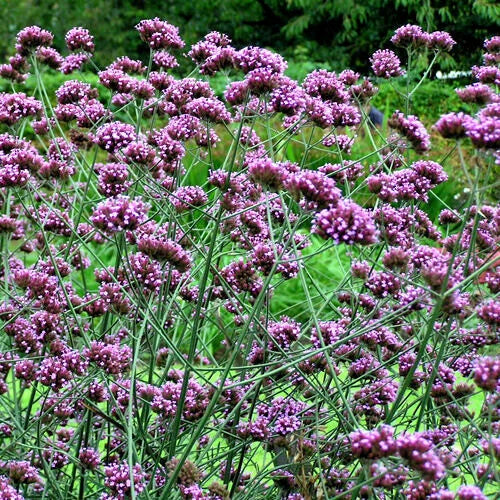 Verbena Seeds 240 Count Purple Top Verbena (Verbena bonariensis) Easy to Grow, USA Seller