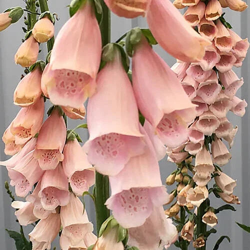 Foxglove Seeds - Apricot Beauty Digitalis purpurea, 200-4000 Non-GMO Seeds for Garden Borders & Pollinator Attraction