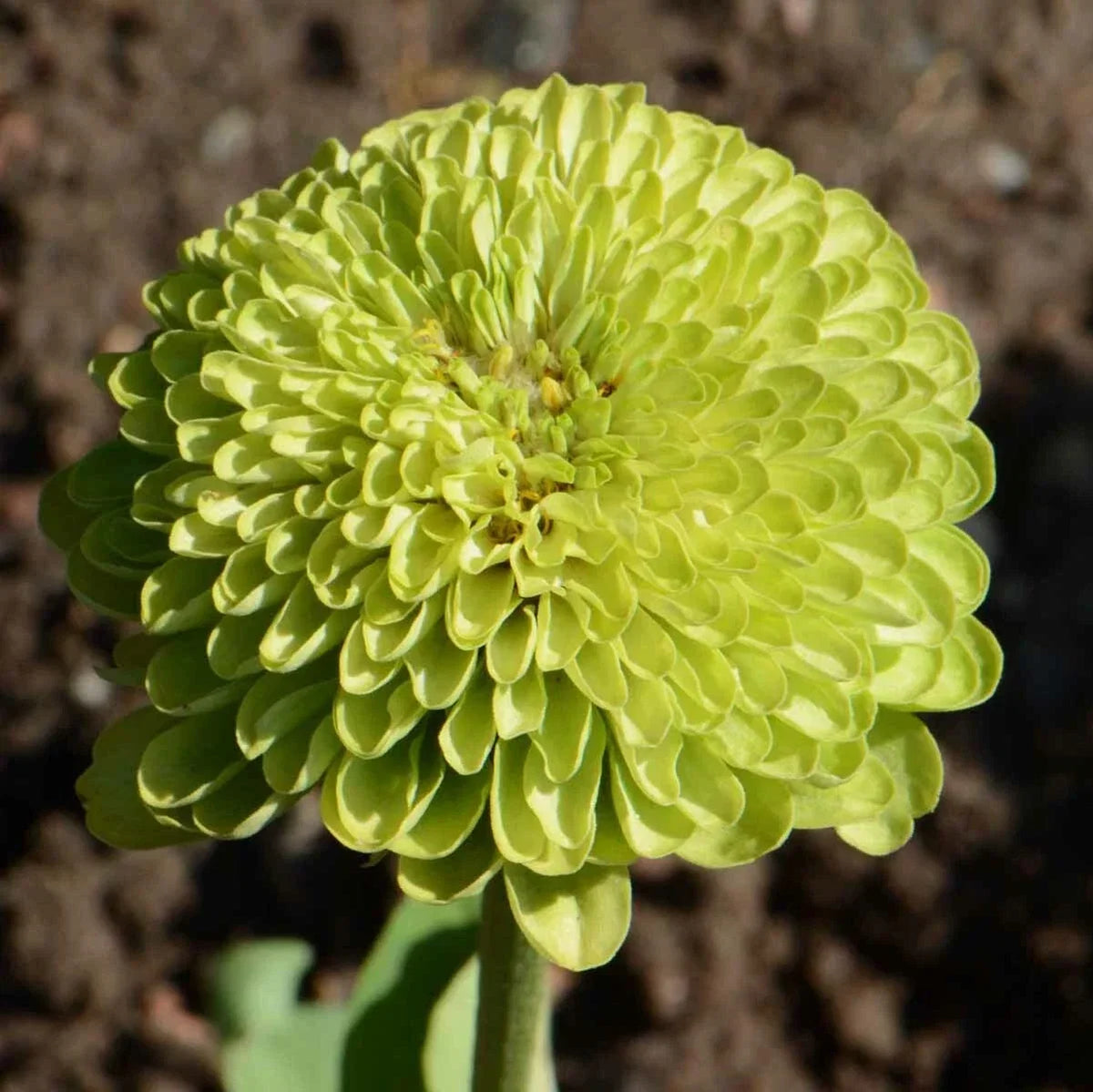 Zinnia Seeds Non-GMO Pack of 200 | Lime Green Zinnia elegans for Butterflies & Cut Flowers