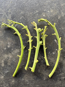 Lamb Hass Avocado Cuttings 4 Scions for Grafting - Persea americana