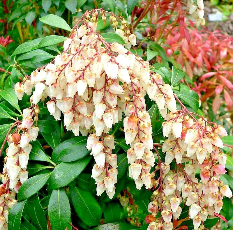 Unrooted Pieris Japonica Cuttings – Japanese Andromeda Bush Propagation, 5 Fresh Thin Plant Cuttings