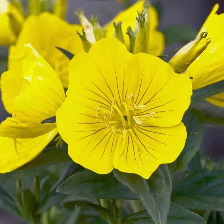 Organic Evening Primrose Seeds - 500+ Oenothera biennis Perennial Flower Seeds for Garden Planting