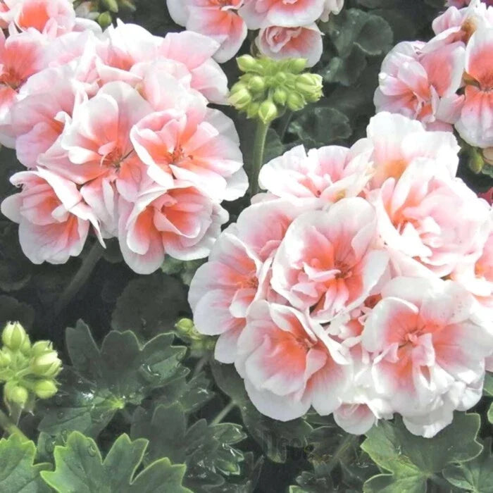 Pink White Geranium Seeds for Hanging Baskets - Pelargonium spp. Perennial Flower Seeds, Compact, Easy to Grow