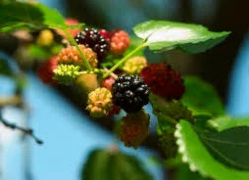 Organic Black Mulberry Seeds (Morus nigra) - 50 Seeds, Medicinal Herb, Edible Berries, Garden Plant