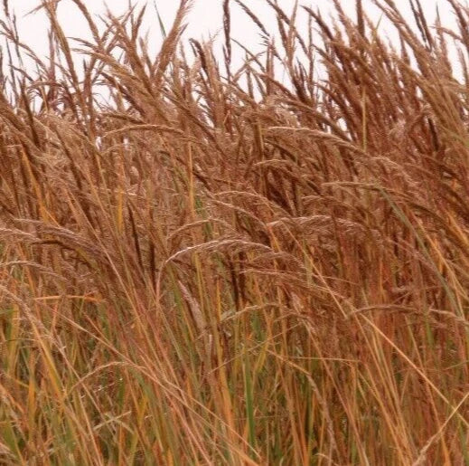 Indian Grass Seeds - 300+ Perennial Ornamental Grass, Sorghastrum nutans, Garden Planting, Drought-Tolerant, Full Sun to Partial Shade