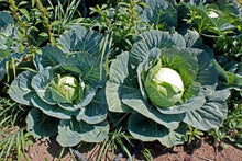 Brunswick Cabbage Seeds - 400+ Heirloom NON-GMO Fresh Seeds - Brassica oleracea