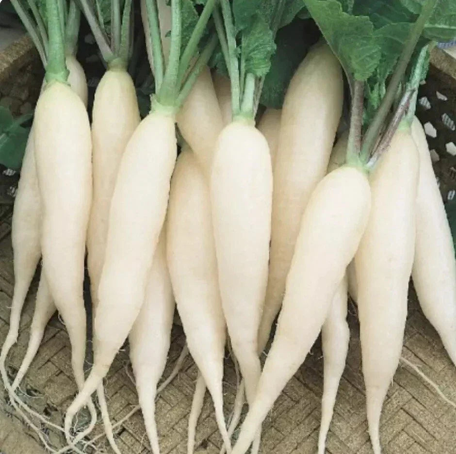 500 White Icicle Radish Seeds - Raphanus Sativus - Non-GMO Heirloom Vegetable Seeds