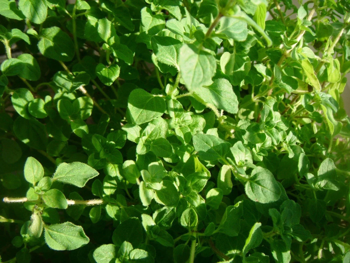 Common Thyme Seeds - 3000 Non-GMO Herb Seeds - Thymus vulgaris for Culinary Garden Planting