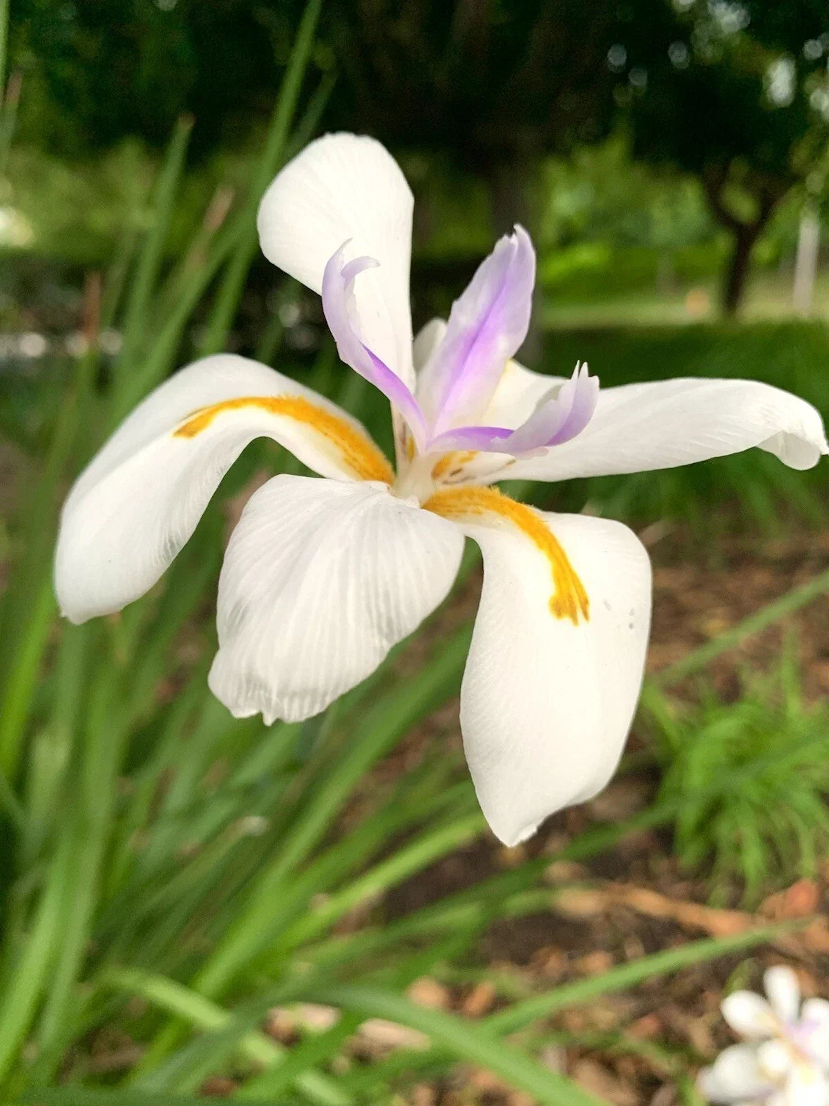 African Iris Seeds, 30 Pack, Fortnight Lily, Dietes Iridioides, Evergreen Perennial, White Flowers, USA Grown