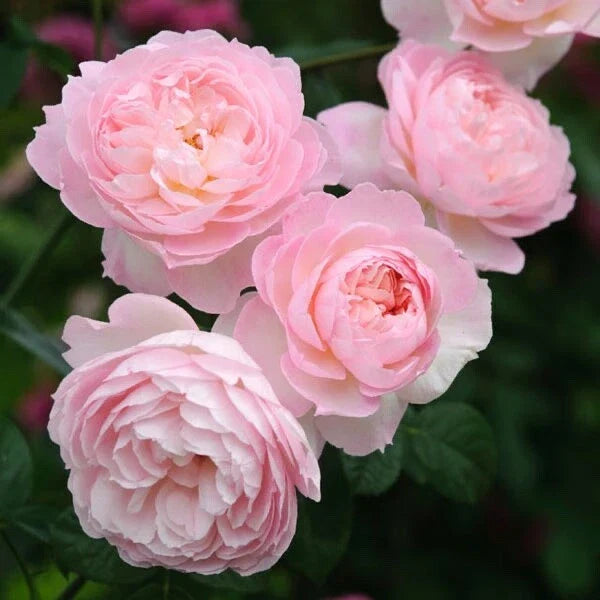 David Austin Rose Cuttings – Rooting Propagation Set of 3 – Retired Varieties for Gardening and Garden Enthusiasts