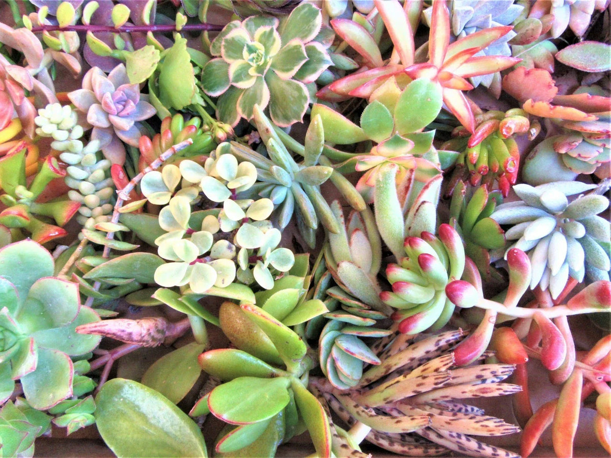 30 Succulent Cuttings Set – Assorted Varieties 2-4 Inches for Indoor Decor & Propagation