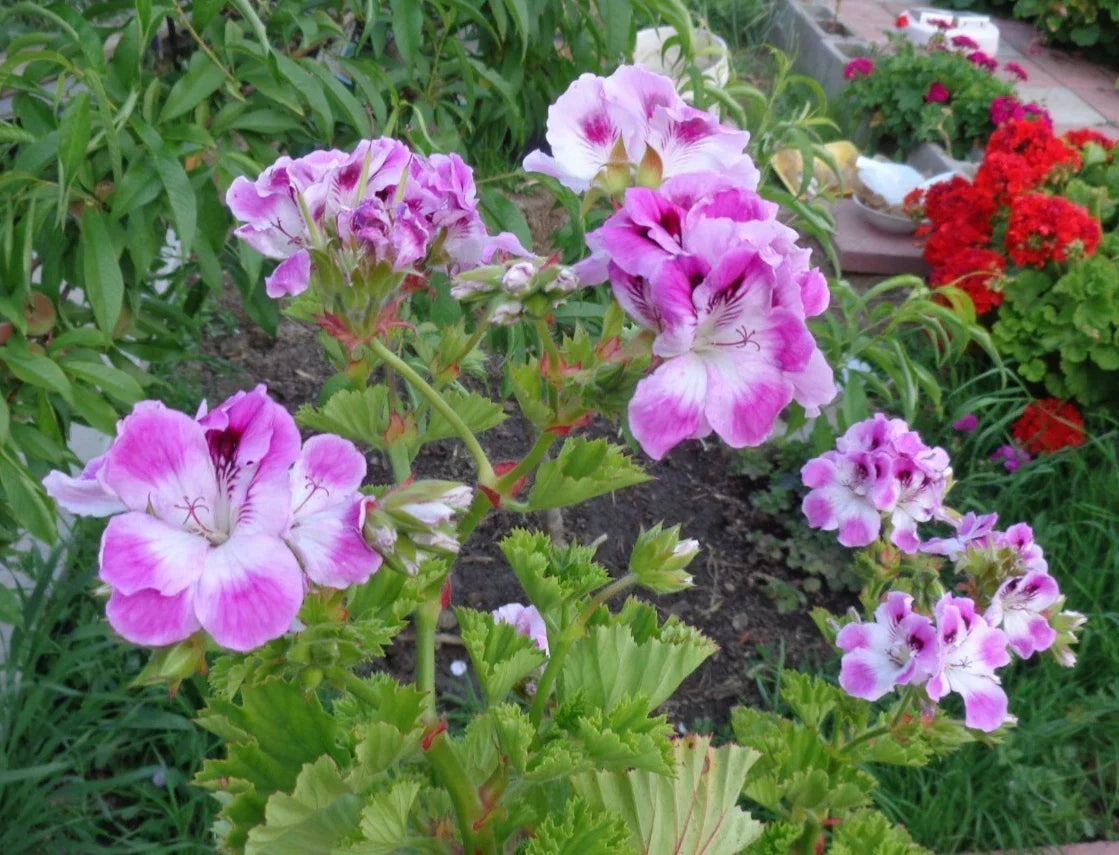 Pelargonium Cuttings 2 x 6" Regal Geranium Purple White Flowering Indoor Outdoor