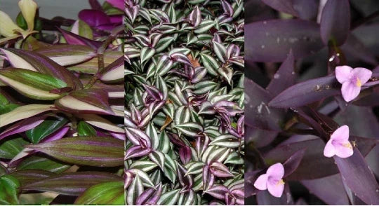 Wandering Jew Plant Cuttings Lot of 3 Purple Varieties, Tradescantia spp. Indoor Trailing Foliage