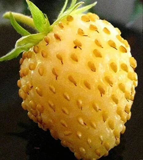 Yellow Alpine Strawberry Seeds - 50 Non-GMO Fragaria vesca Seeds for Planting