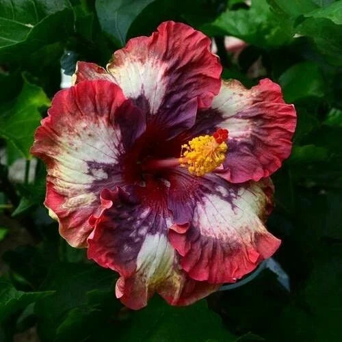 Cream Pink Hibiscus Seeds - Perennial Flower Pack of 20 - Hibiscus rosa-sinensis for Garden, Container, Border