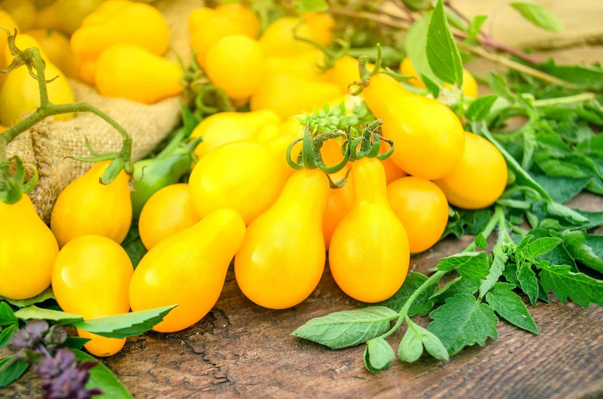50 Yellow Pear Tomato Seeds - High Yield, Sweet & Juicy - Solanum lycopersicum