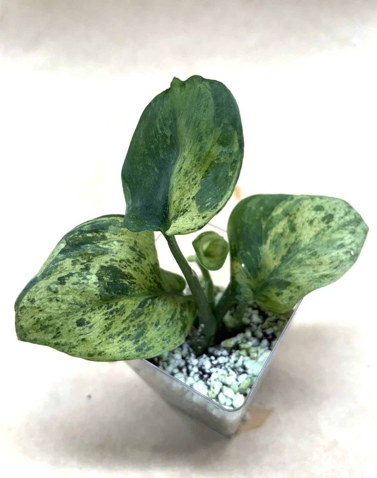 Rooted Plant Cutting - Scindapsus Jade Satin Marble - Epipremnum aureum - Indoor Houseplant from US Seller