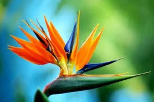 Bird of Paradise Seeds – 5 Seeds, Strelitzia Reginae, Exotic Tropical Flower, Rare Gardening Seeds