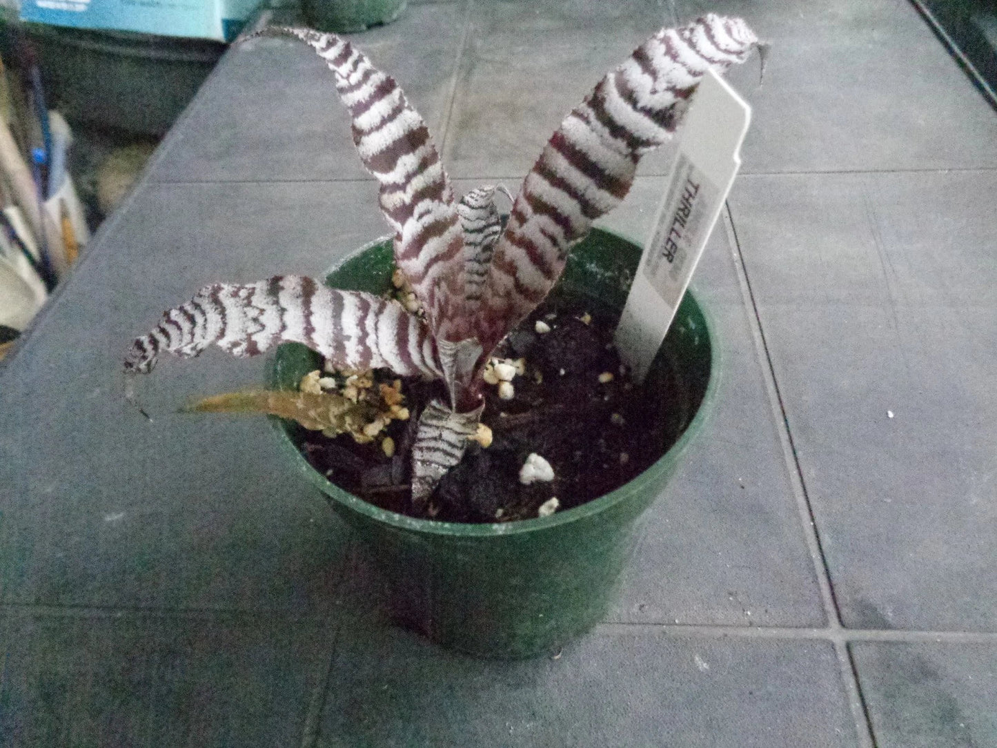 Cryptanthus Thriller Earth Star Bromeliad Rooted Pup - Bare Root Indoor Plant, Colorful Foliage, Easy Care, Air-Purifying