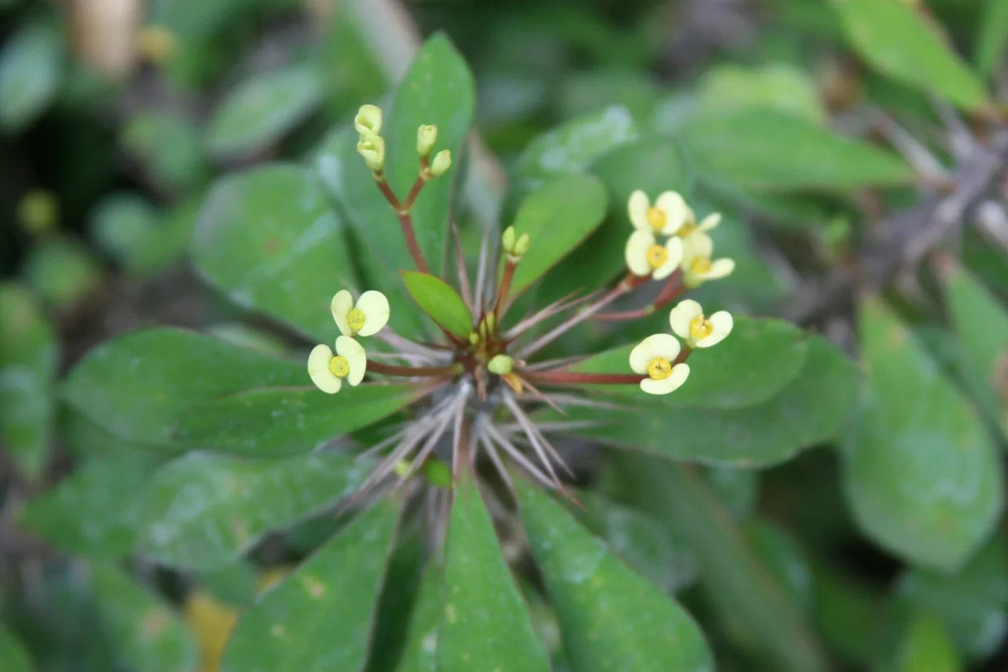 Tiny Yellow Euphorbia Milii Crown of Thorns Succulent Cutting – Drought-Tolerant Indoor Plant, Bright Yellow Flowers