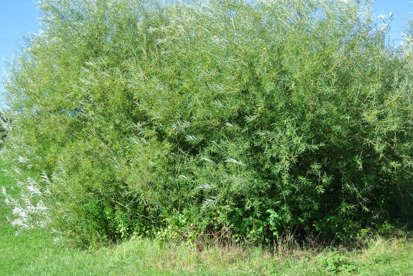 Live Basket Willow Cuttings 4 Pack | Salix viminalis for Landscaping & Garden Projects