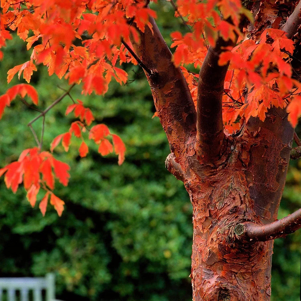 Paperbark Maple Tree Seeds - Acer griseum with Peeling Cinnamon Bark