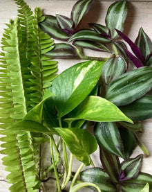 Rooted Cuttings - 15 Houseplants Variety - Indoor Plants for Home Decor - Mixed Selection