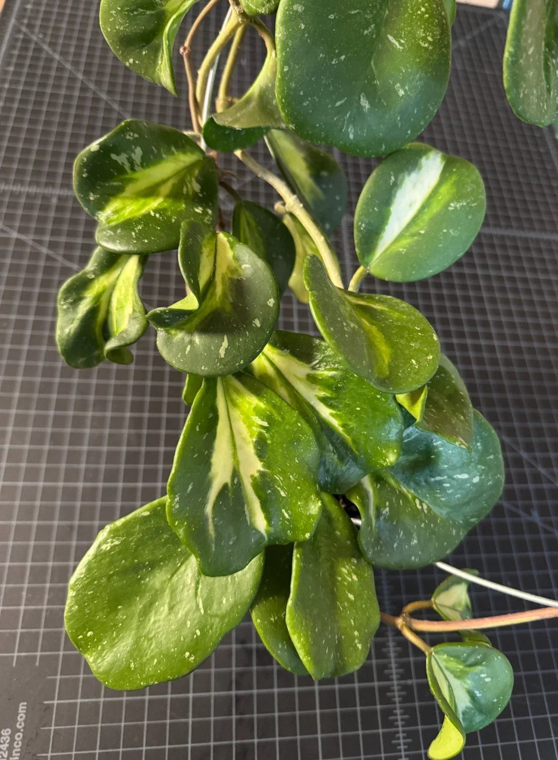 Hoya obovata Inner Variegated Splash Cutting – 1 Node, Variegated Houseplant, Perennial Vine, Indoor Plant