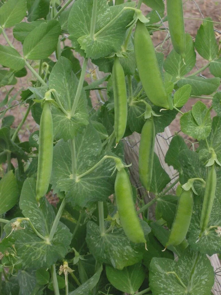 Lincoln Shell Garden Pea Seeds – Non-GMO, Sweet Homesteader Variety, Pisum sativum, Compact Growth, Edible Peas, Free Shipping