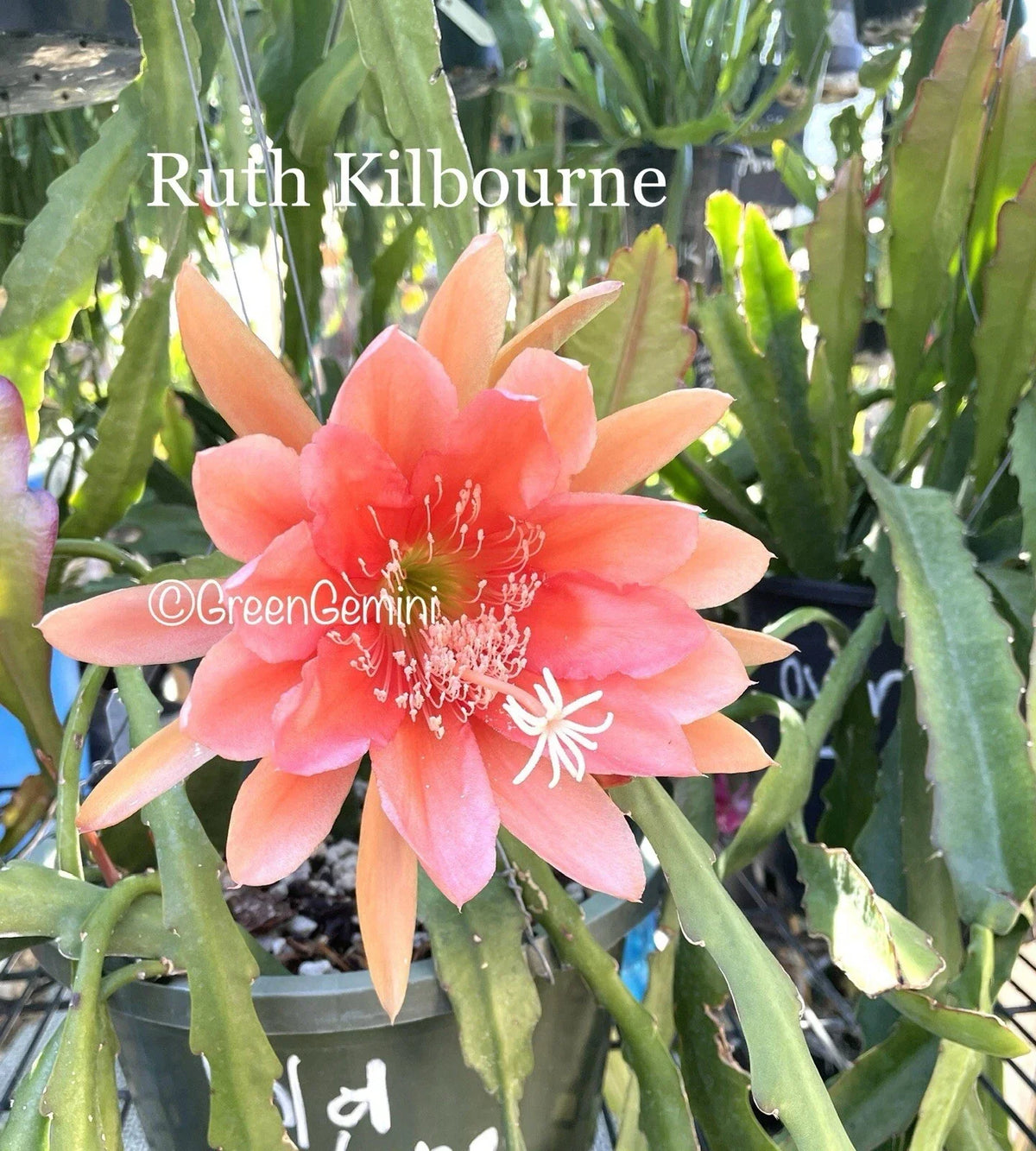 Epiphyllum Orchid Cactus Succulent Plant - Ruth Kilbourne Variety - Indoor/Outdoor Houseplant - Potted, Climbing or Trailing