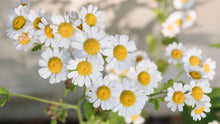 Chamomile Seeds 600 Count Fresh Crop Matricaria chamomilla Organic Herbal Gardening