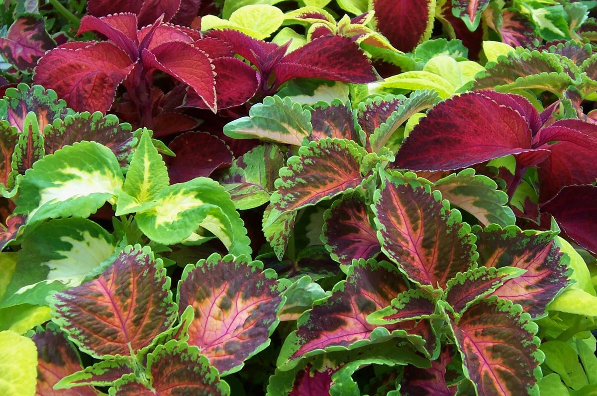 Coleus Seeds - 435 Count - Colorful Shade Foliage - Plectranthus scutellarioides - Easy to Grow, Vibrant Garden Seeds
