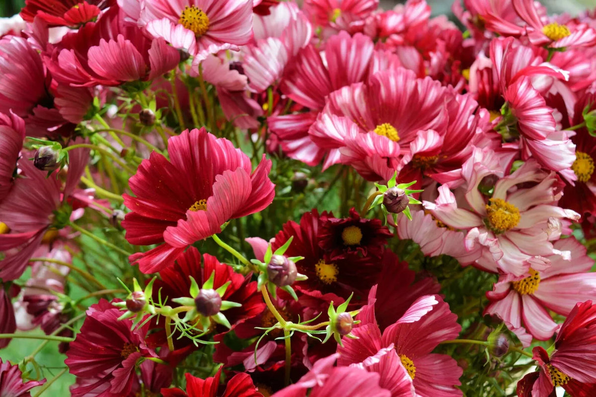 Velouette Cosmos Seeds - 200+ Pack | Cosmos bipinnatus Annual Flowers