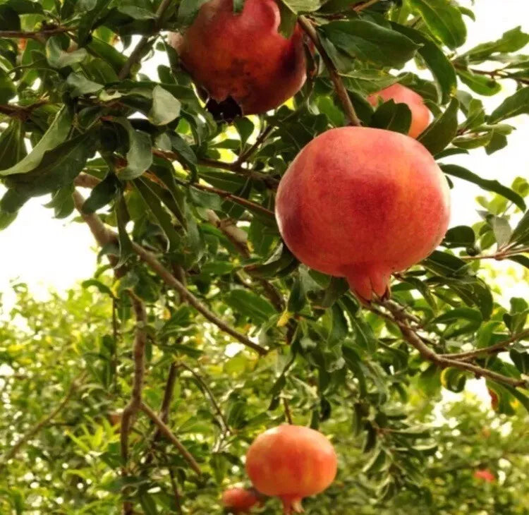 Pomegranate Tree - 2 Live Fruit Plants - Easy Care, Punica granatum, Drought Tolerant, Full Sun, Garden or Container
