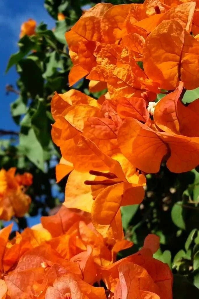 Live Bougainvillea Starter Plant Bengal Orange Variegated Bougainvillea Spectabilis in Pot