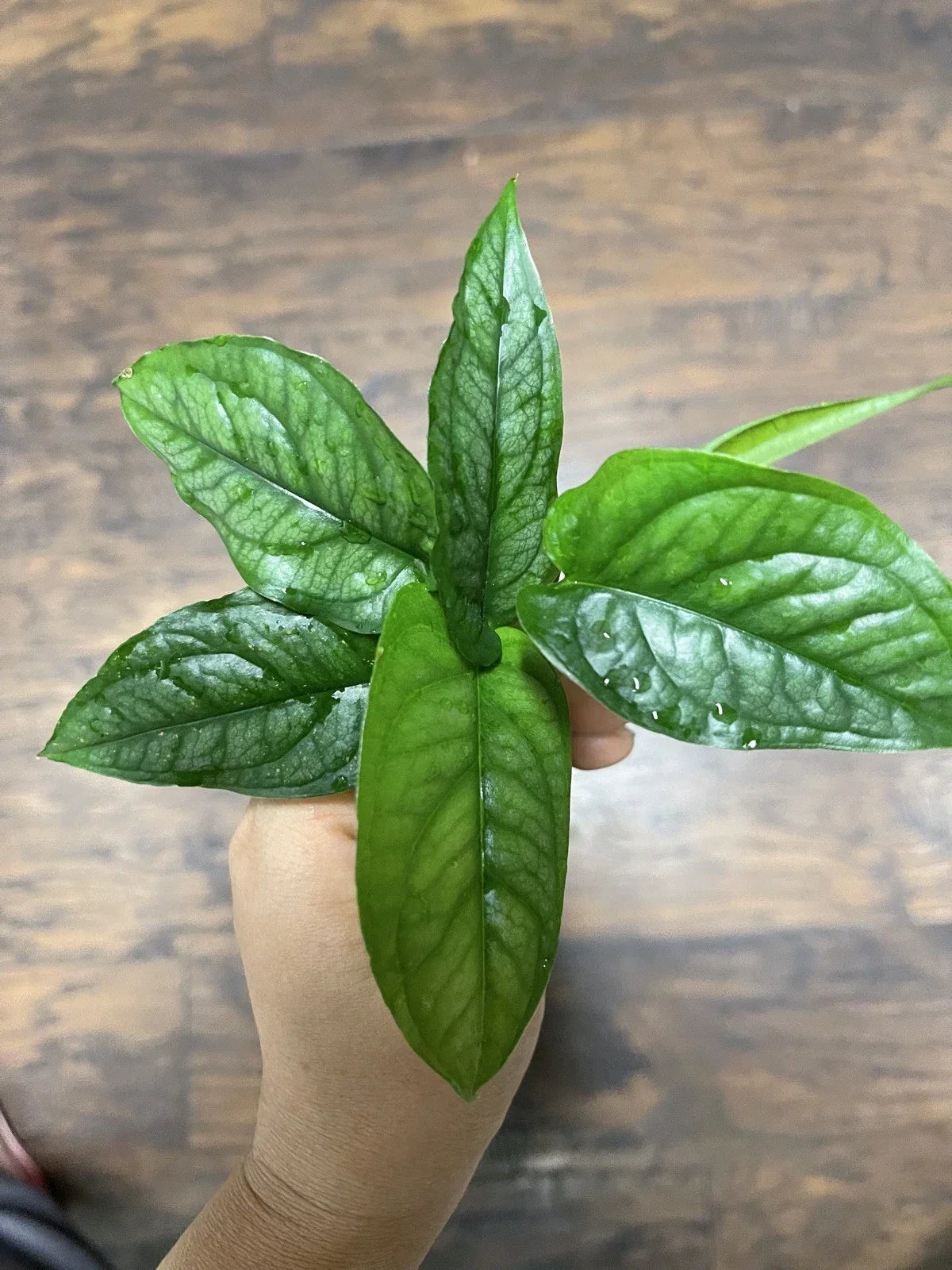 Monstera Siltepecana Cuttings – 5 Healthy Propagation Plants, Tropical Houseplant, Rare Variegated Indoor Plant
