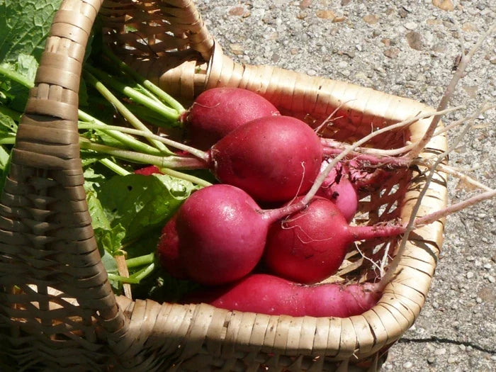 Radish Seeds - German Giant Variety - Heirloom Raphanus sativus - Large, Crunchy, Fast-Growing, Organic, Garden Seeds
