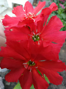 Lychnis Arkwrightii Vesuvius Scarlet Seeds - 50 Rare Flower Seeds with Dark Leaves
