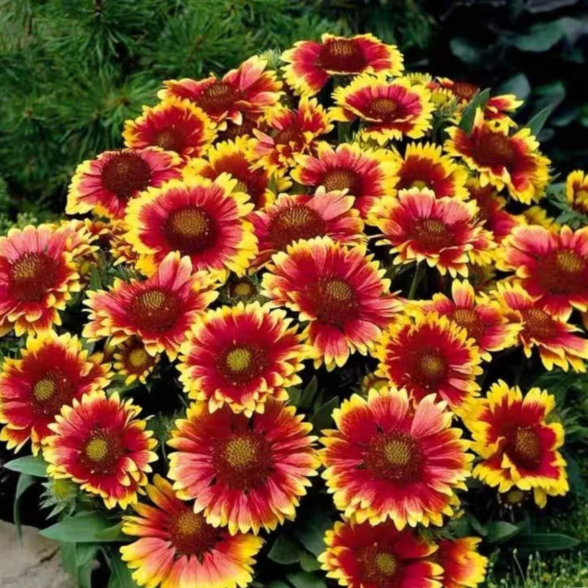 Gaillardia Flower Seeds 100 Pack - Bright Blanket Flowers for Summer Blooms