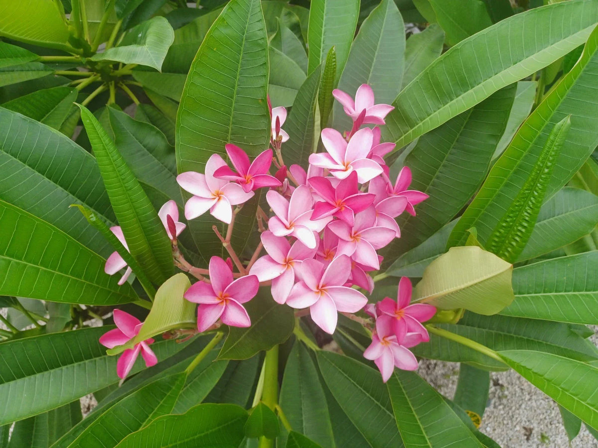 Plumeria Cuttings - Colorful Flowering Frangipani Variety - Tropical Garden Plant - Plumeria spp.