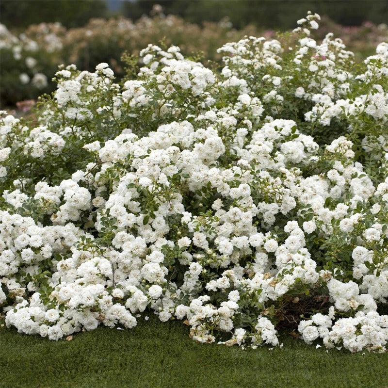 Rosa 'Icy Drift' Groundcover Rose Cuttings – 6 Pack, Icy Pink Blooms, Compact, Disease-Resistant, Pollinator-Friendly, Garden & Container Planting