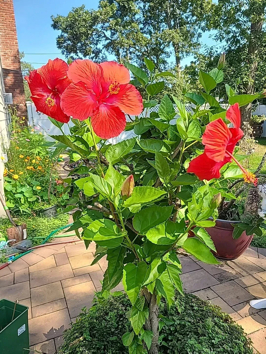 Tropical Hibiscus Plant Cuttings 4-Pack - Hibiscus rosa-sinensis Vibrant Flowering Variety for Gardens & Landscapes