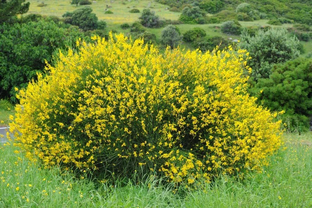 Scotch Broom Seeds - 30 Seeds with Vibrant Yellow Blooms | Cytisus scoparius