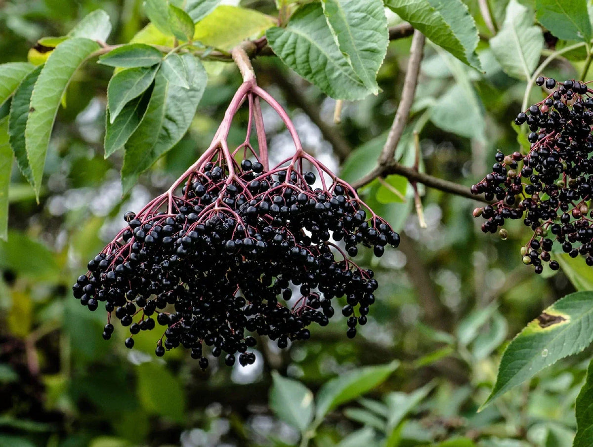 Elderberry Cuttings - 50 Black Bearing Sambucus nigra for Garden Growing