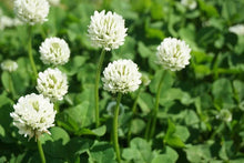 Dutch White Clover Seed 5 Lbs - Trifolium repens for Food Plot, Cover Crop, Pasture